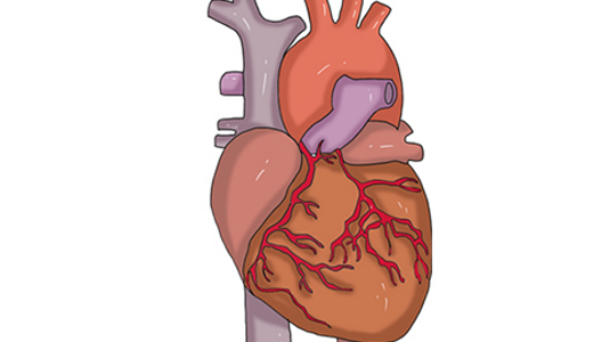 人体的心脏会呈现出一定范围内的跳动，这种跳动是有一定的规律的