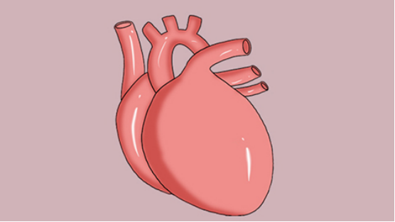 右束支的传动功能，被阻塞住了，所以患者右边的心脏就接受不到信号