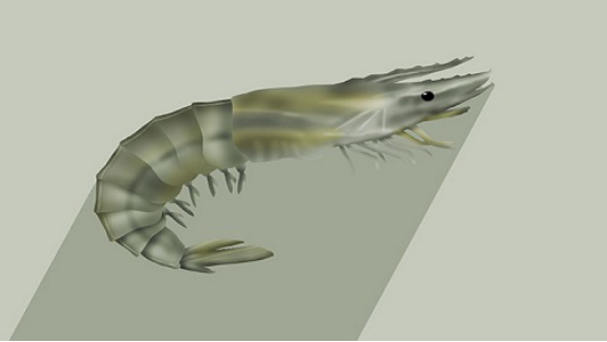 虾含有优质动物蛋白，经常吃虾可以补充充足的营养