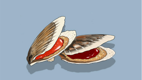 扇贝里面含有很多的矿物质和维生素