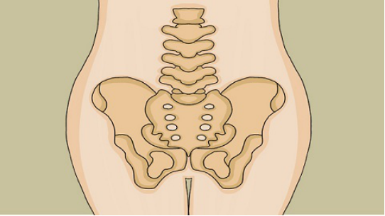 骨盆主要是在人体的上半部位与下肢相交的地方
