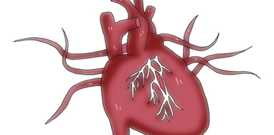 　房颤的出现患者是可能没有任何的症状的，主要是要观察患者的心室率