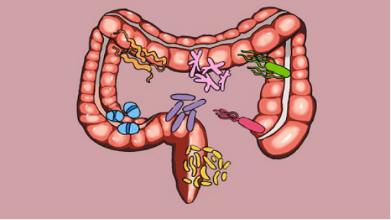 细菌性痢疾是由肠道出现病菌感染引起的疾病
