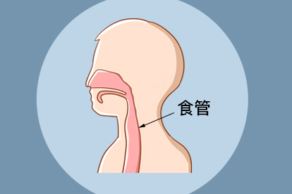 食道卡通图片可爱图片